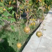 خونه-باغ-عالشهر