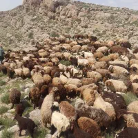 میش|حیوانات مزرعه|چناران, |دیوار