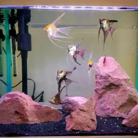 اگواریم دکور خورده