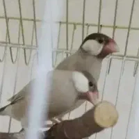 شیش جفت فنج نرکسی شکلاتی