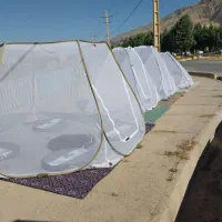 چادر و پشه بند