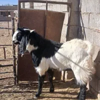 فروش یک عدد بزغاله چاق وسالم