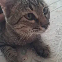 واگذاری بچه گربه|گربه|شیراز, مسلم|دیوار