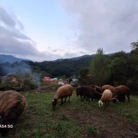گوسفند و بره