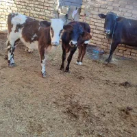 گاو زایده با گوساله نر جنس خوب|حیوانات مزرعه|جیرفت, |دیوار