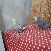 عروس هلندی نرو ماده نر سخنگو معاوضه با کفتر یا....