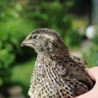 بلدرچین بالغ تخم گذار نر و ماده