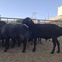 گوسفند