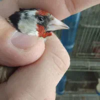 سره خلخال.سیمرغ|پرنده|ساوه, |دیوار