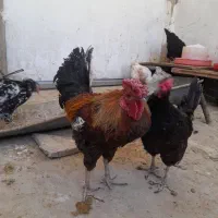 ۱۳عددمرغاوخروس قیمت جمع ۱۷میلیون