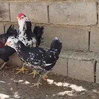 مرغ و خروس گلین لر