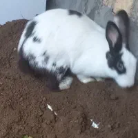 خرگوش معاوضه باکبوتر