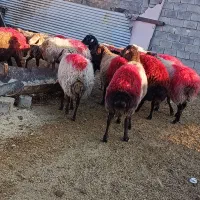 میش|حیوانات مزرعه|تربت جام, جلگه موسی آباد|دیوار