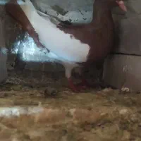 کفتر|پرنده|درمیان, |دیوار