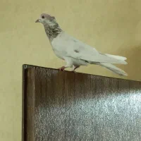 غریبگیری شب رو بلندی