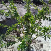 زمین فروشی مود فروش فوری