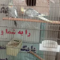 قناری و عروس هلندی ومرغ عشق|پرنده|بروجرد, |دیوار