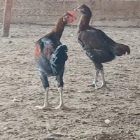 مرغ و جوجه|حیوانات مزرعه|گمیشان, |دیوار