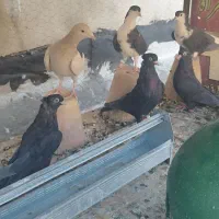 کبوتر دمگیر سیاه پشت و زاغ آبادانی|پرنده|فولادشهر, C4|دیوار