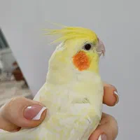 گمشده
