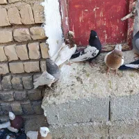 کبوتر طوقی کله سینه پلاکی|پرنده|سیدان, |دیوار