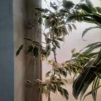گل های بسیار شاداب