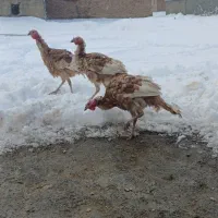 بوقلمون نر سه عدد