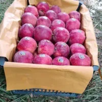 نهال گردو بادام هلو سیب آلو زردآلو آلبالو گیلاس|خدمات باغبانی و درختکاری|دورود, |دیوار