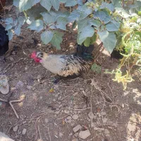 فروش تخم نطفه دار|حیوانات مزرعه|نجفآباد, حومه نجف آباد|دیوار