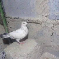 کفتر