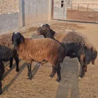 شیشک قوچ دودندان