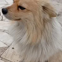 سگ پالمر|سگ|خمین, |دیوار