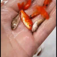 فروش عمده ماهی قرمز|ماهی|الیگودرز, |دیوار