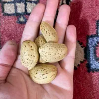 بادام تلخ طبیعی