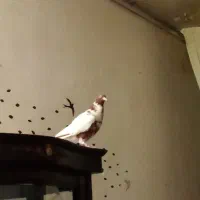 کفتر ابلغ دم سفید نر