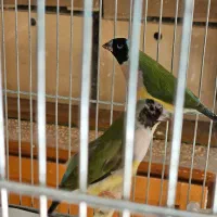 فنچ گلدین نرو و ماده|پرنده|تهران, دروازه شمیران|دیوار