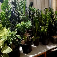 فروش گلهای اپارتمانی