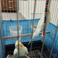 عروس هلندی|پرنده|هشتگرد, فاز ۳ مهستان|دیوار