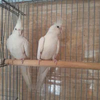 پرنده سرای یونا*مهدیس*