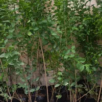 یاس هلندی یک متری، گلدان سایز ۱۰