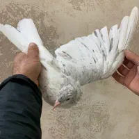 هفت رنگ|پرنده|سبزوار, ایزی شهر|دیوار