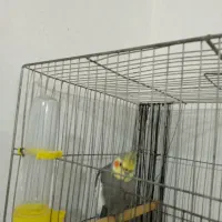 عروس هلندی نر بالغ