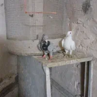 کفتر جفتگاه