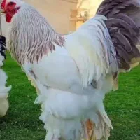 تخم مرغ  نطفه دار برهما و لاری غول