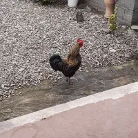 خروس محلی|حیوانات مزرعه|رشت, حومه رشت|دیوار