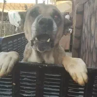 سگ سرابی نر|سگ|تبریز, |دیوار