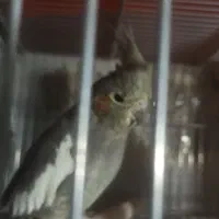 جفت عروس هلندی مولد اماده وجوجه سرلاکی|پرنده|نقده, |دیوار