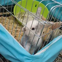 ۲ عدد خرگوش نژاد لپ با تمامی وسایل|موش و خرگوش|محلات, |دیوار