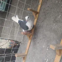 صید کفتر|پرنده|مشهد, یاس|دیوار