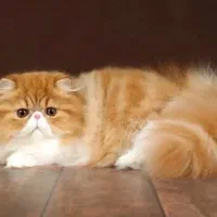 واگذاری گربه پرشین